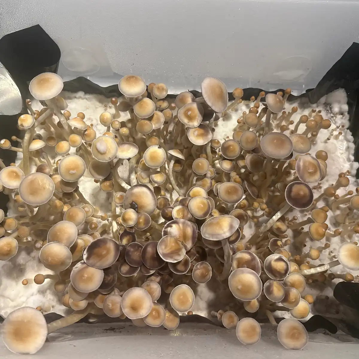 An aerial view of Ps ochraceocentrata Isolated Syringe mushrooms.