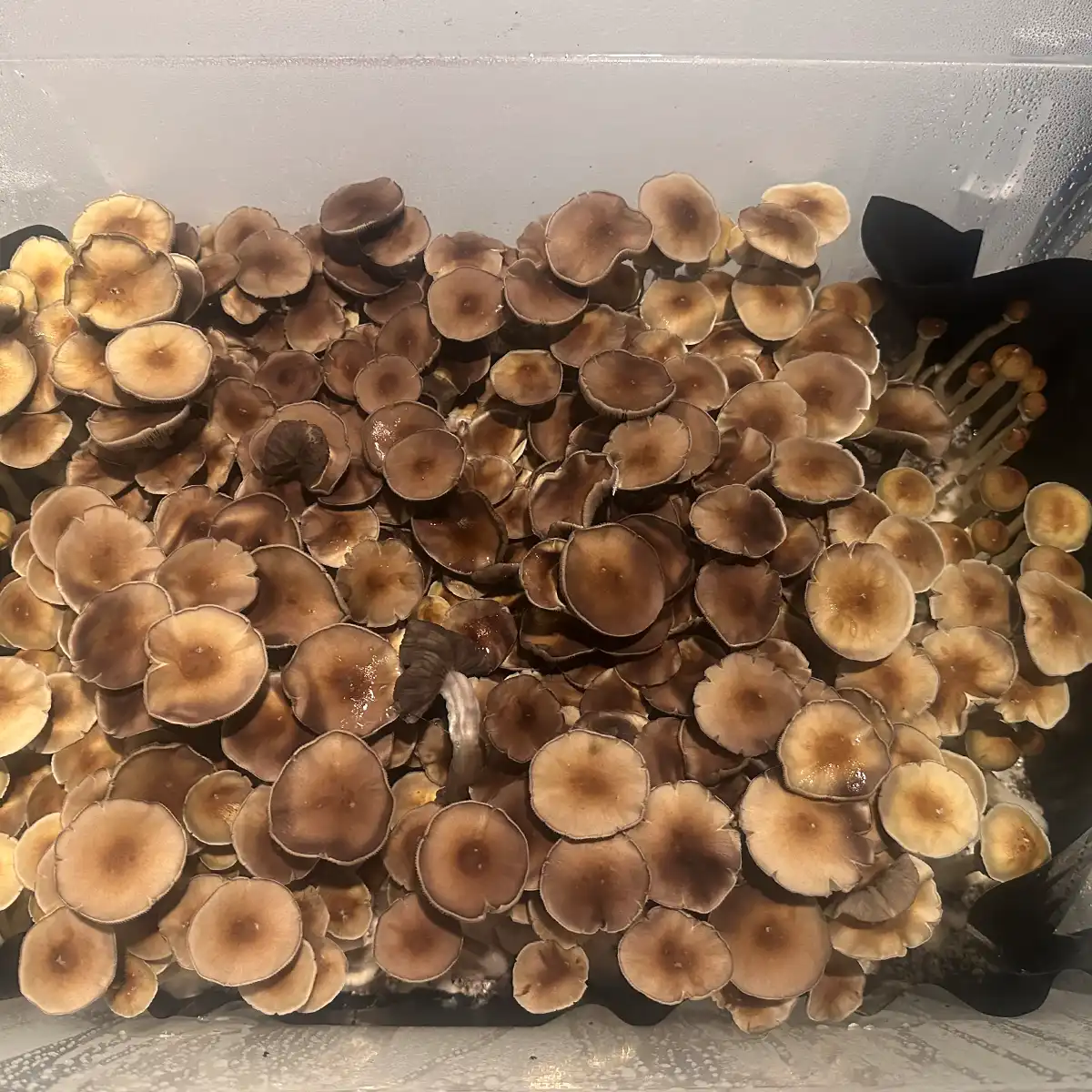 An aerial view of Dulce Cubensis Spore Syringe mushrooms.