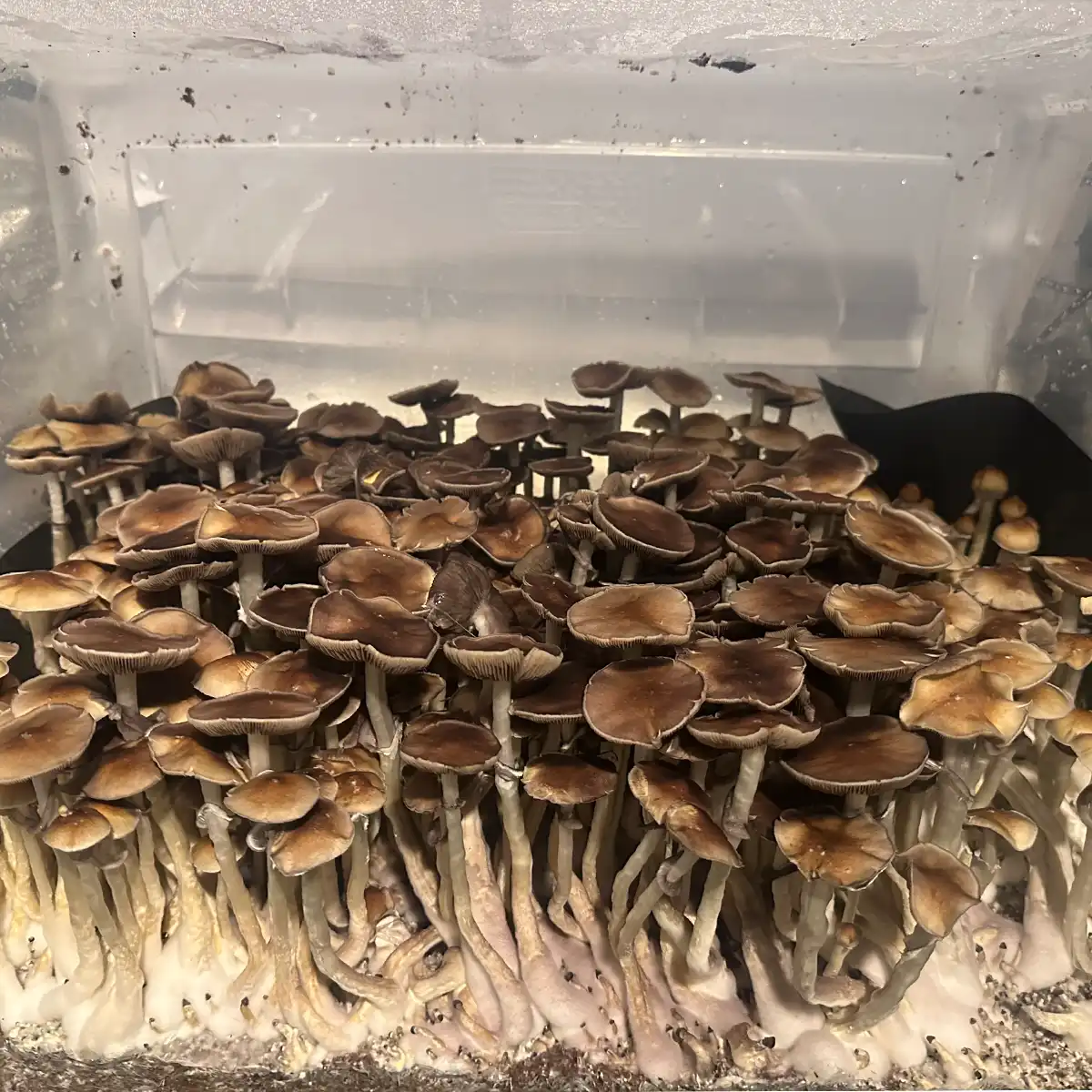 A thriving tub of Dulce Cubensis Spore Syringe mushrooms.