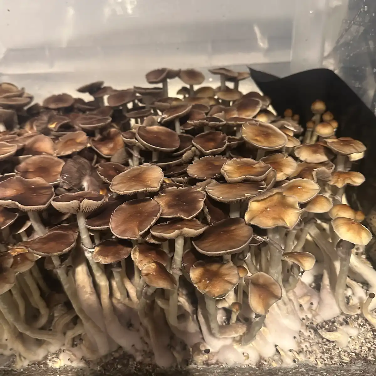 A bountiful tub of Dulce Cubensis Spore Syringe mushrooms.