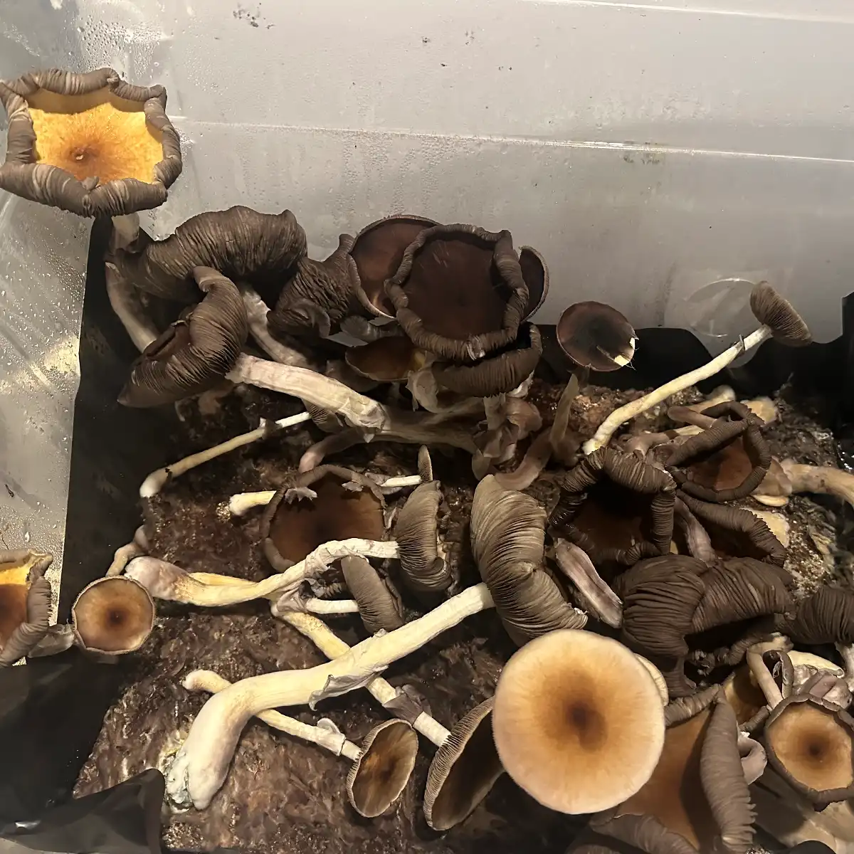 A close up view of some Dulce Cubensis Spore Syringe mushrooms.