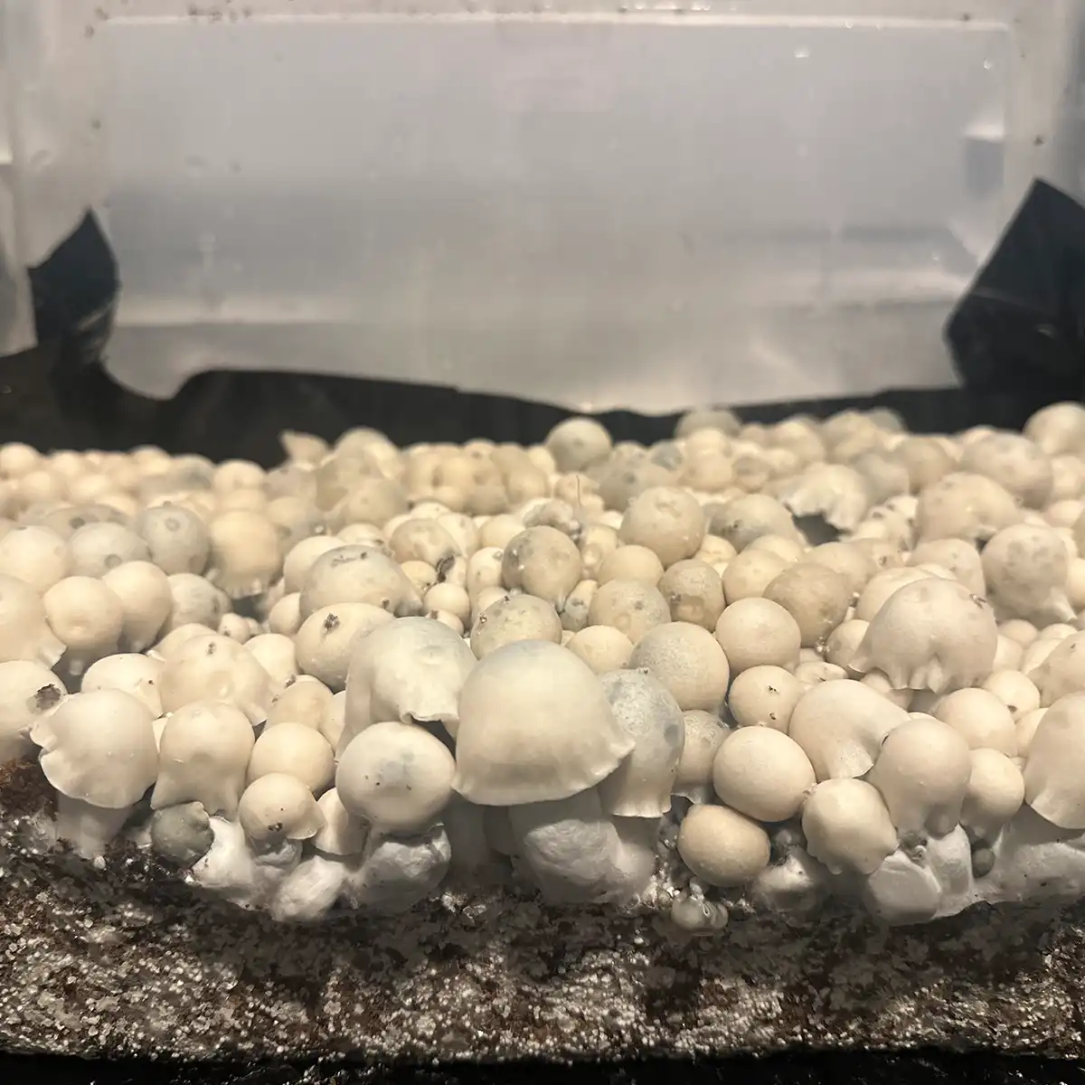 A large flush of Albino Bluey Vuitton mushrooms