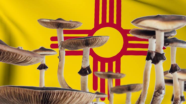P. cubensis fruiting in front of the New Mexico flag