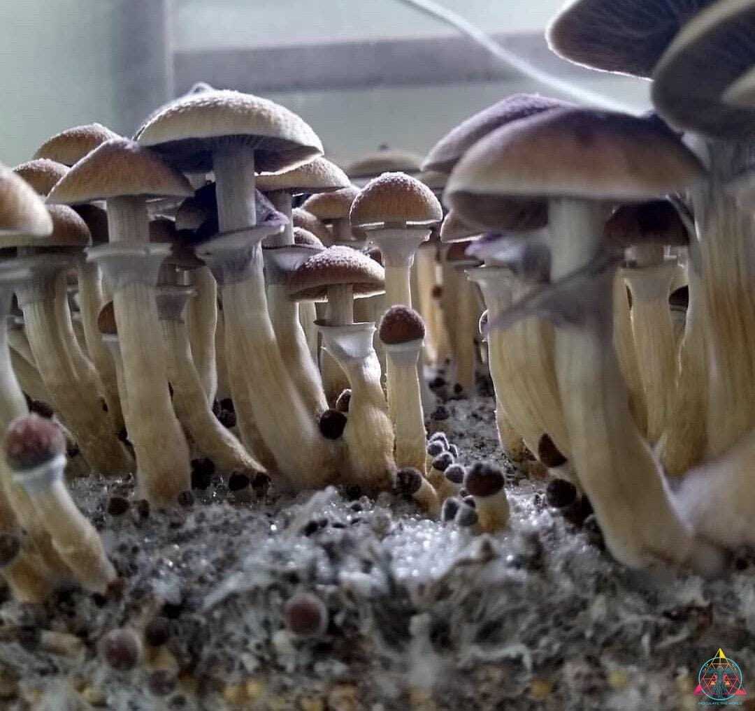 Stargazer Cubensis Spore Syringe - Image 3