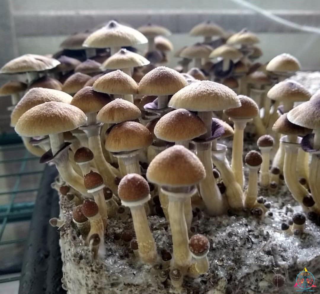 Stargazer Cubensis Spore Syringe