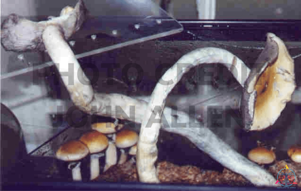 Orissa India Spore Print