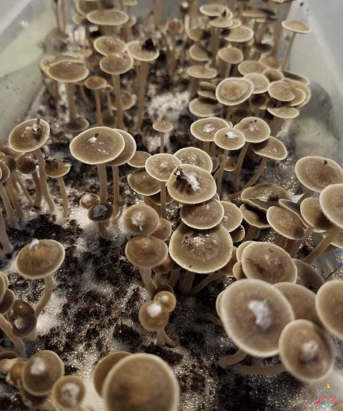 Panaeolus Bisporus Spore Print - Image 2