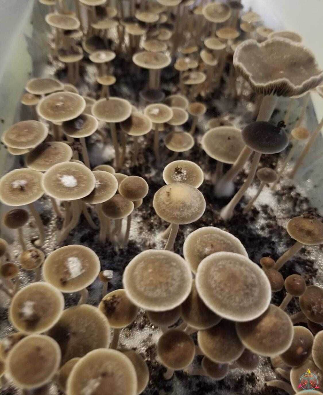 Panaeolus Bisporus Spore Print