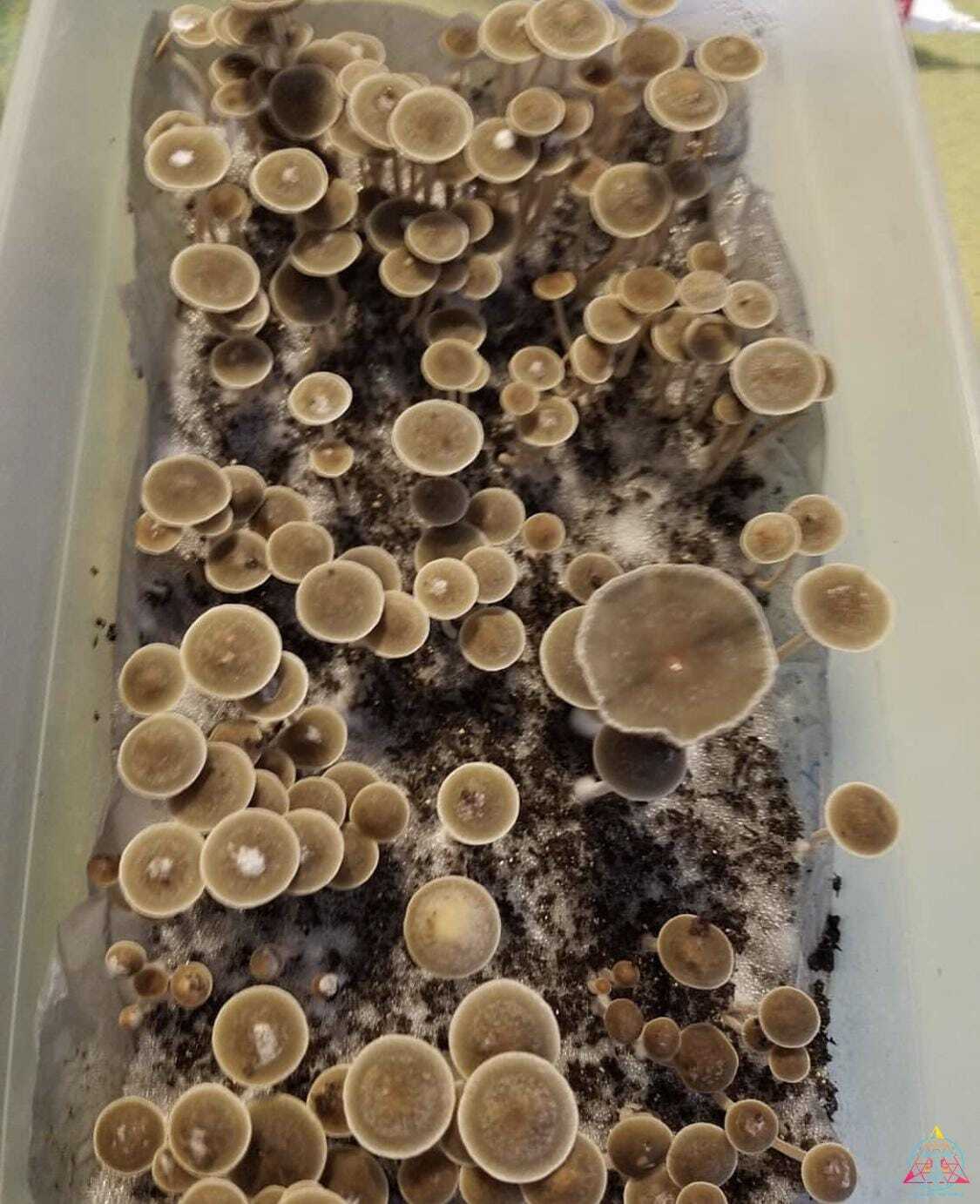 Panaeolus Bisporus Spore Print - Image 3
