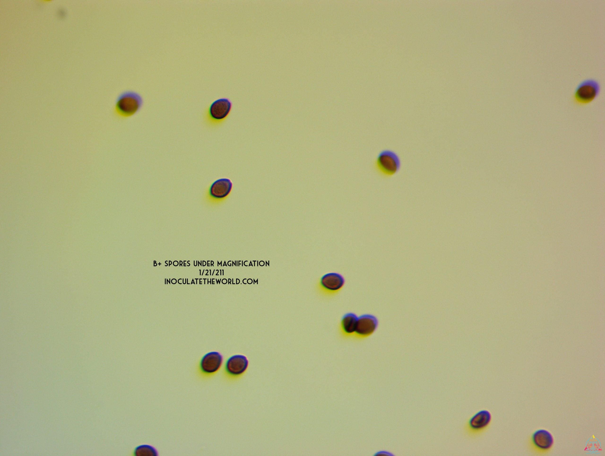 B+ Cubensis Spore Syringe - Image 6
