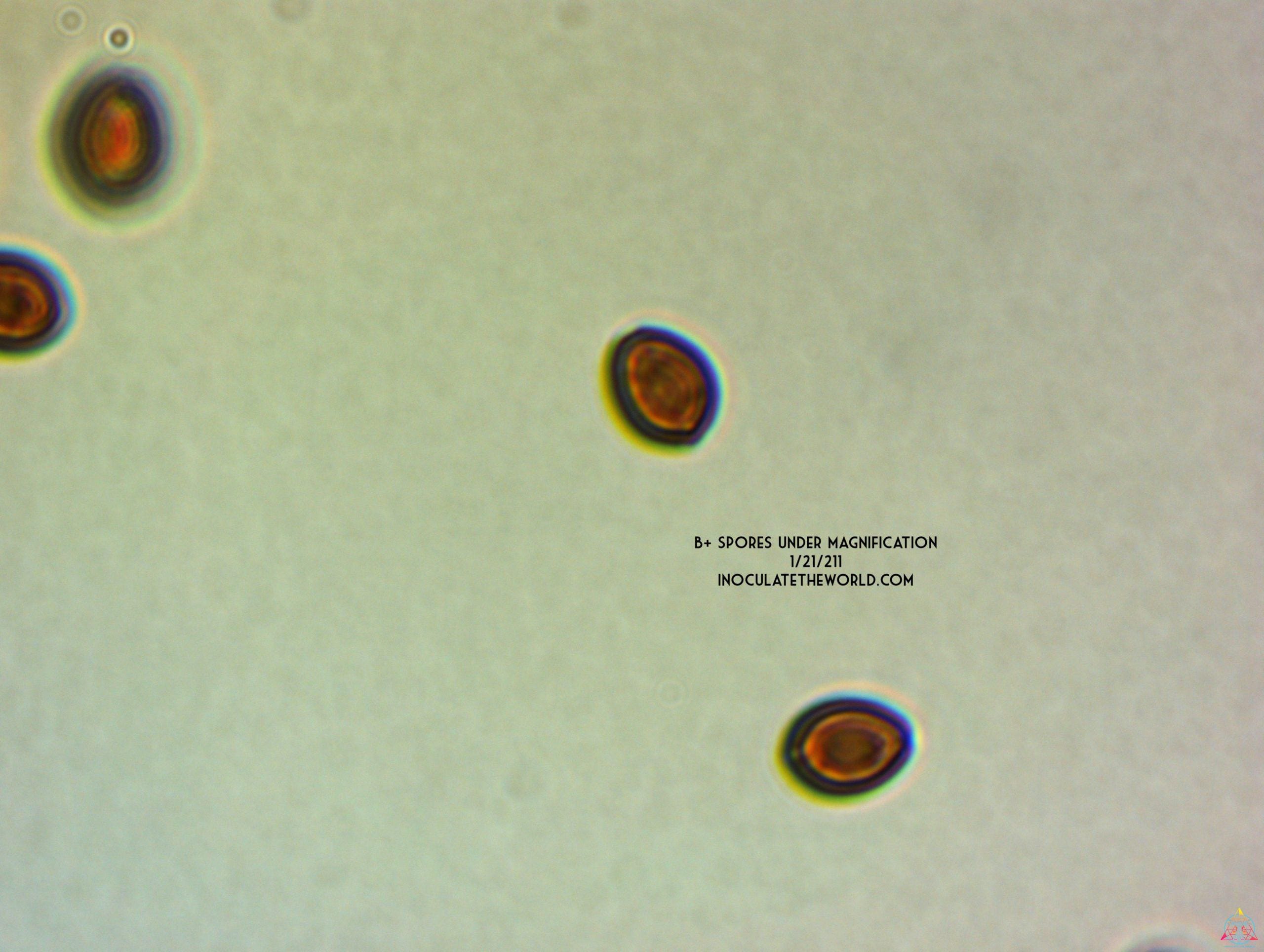 B+ Cubensis Spore Syringe - Image 2
