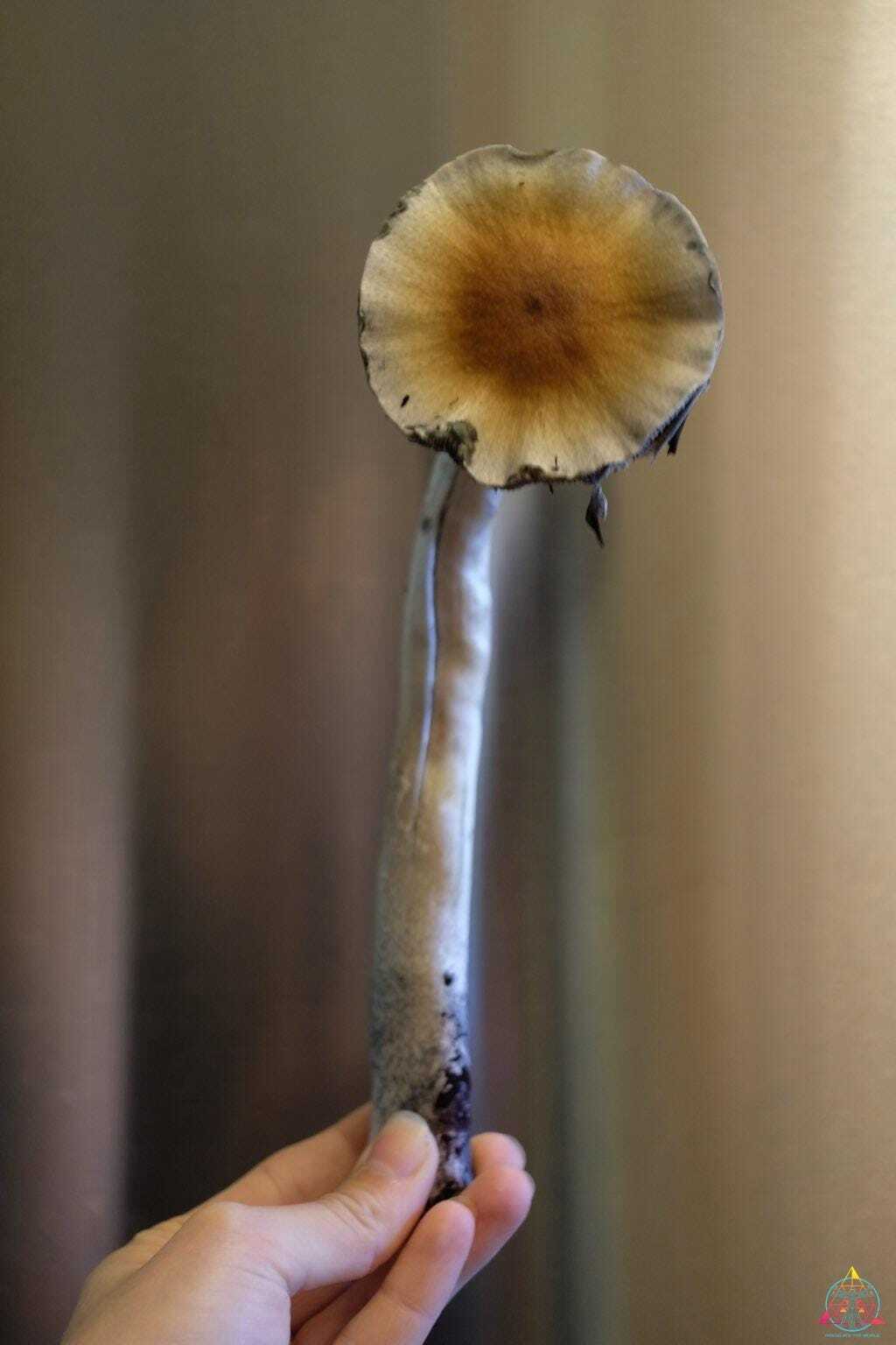 Guapiles Cubensis (Wild Costa Rica) Spore Syringe - Image 4