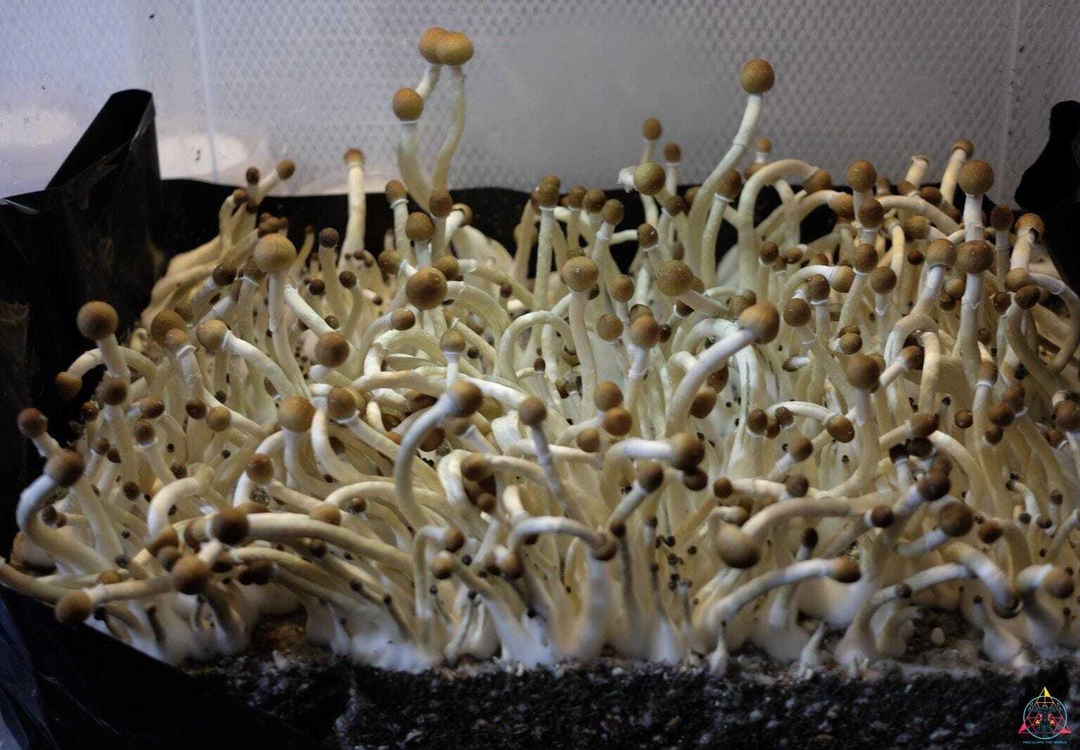Guapiles Cubensis (Wild Costa Rica) Spore Syringe