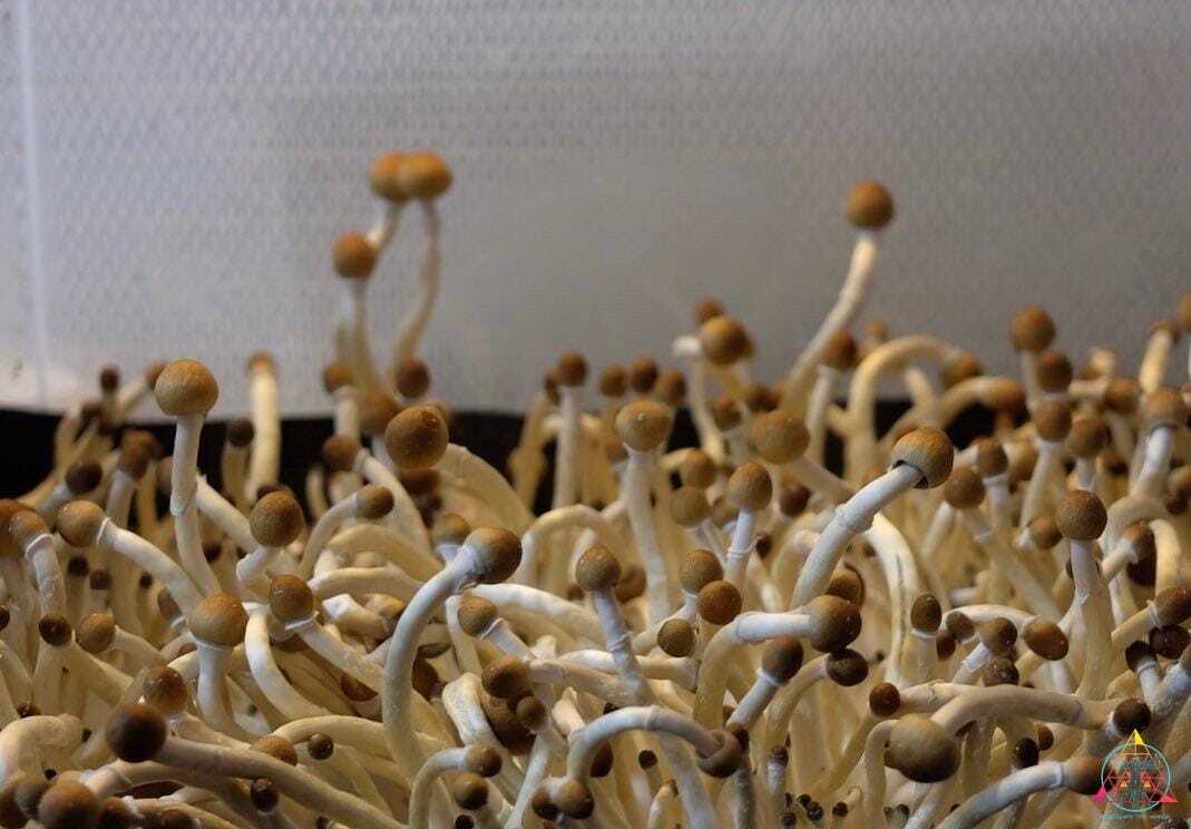 Guapiles Cubensis (Wild Costa Rica) Spore Syringe - Image 2