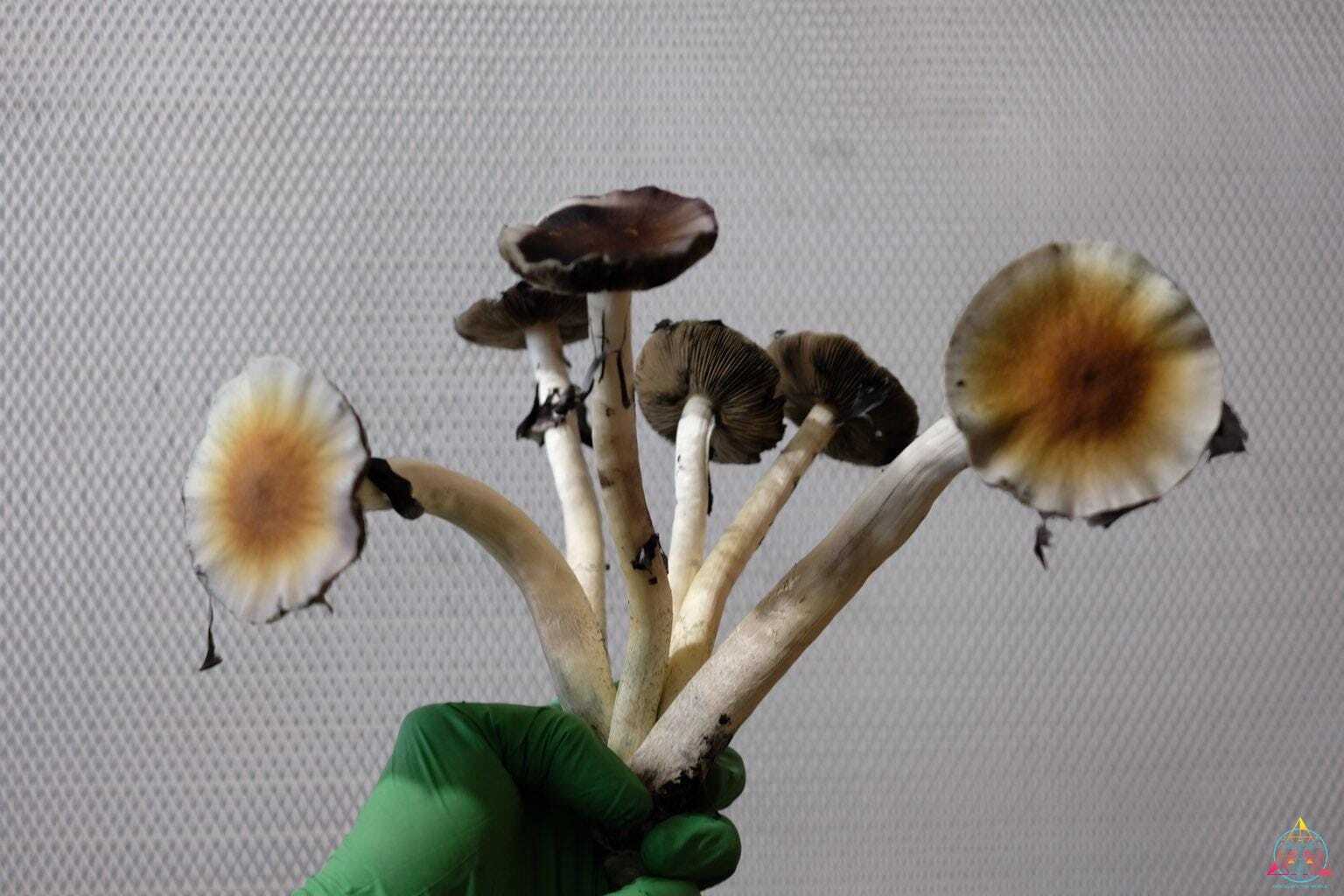 Guapiles Cubensis (Wild Costa Rica) Spore Syringe - Image 3