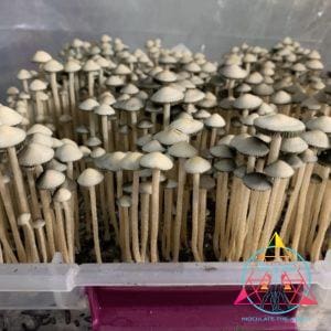 Panaeolus Cyanescens Brooksville Spore Print