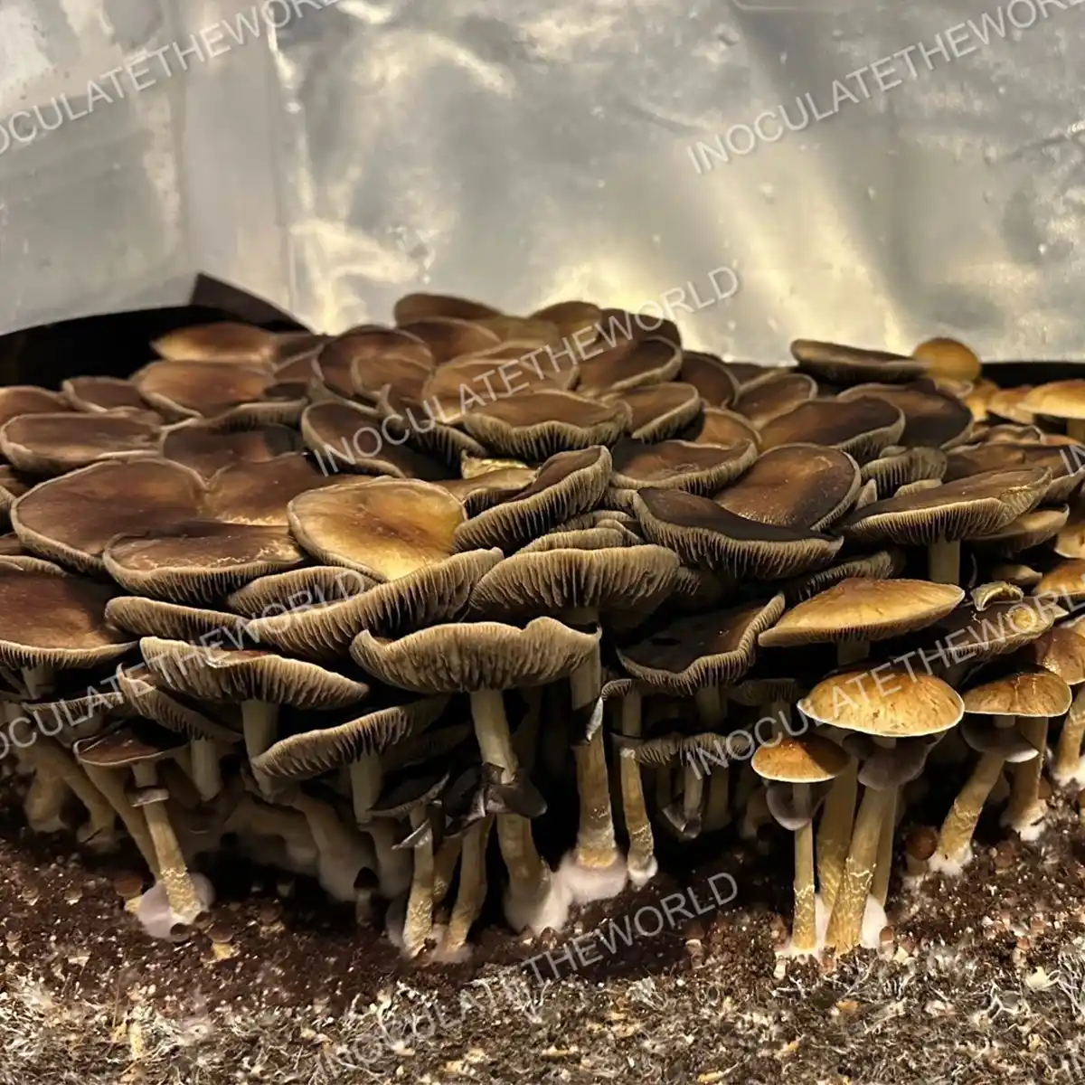Large flush of golden teacher cubensis mushrooms in a tub
