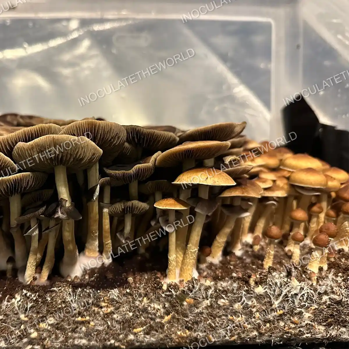 Large flush of golden teacher cubensis mushrooms in a tub