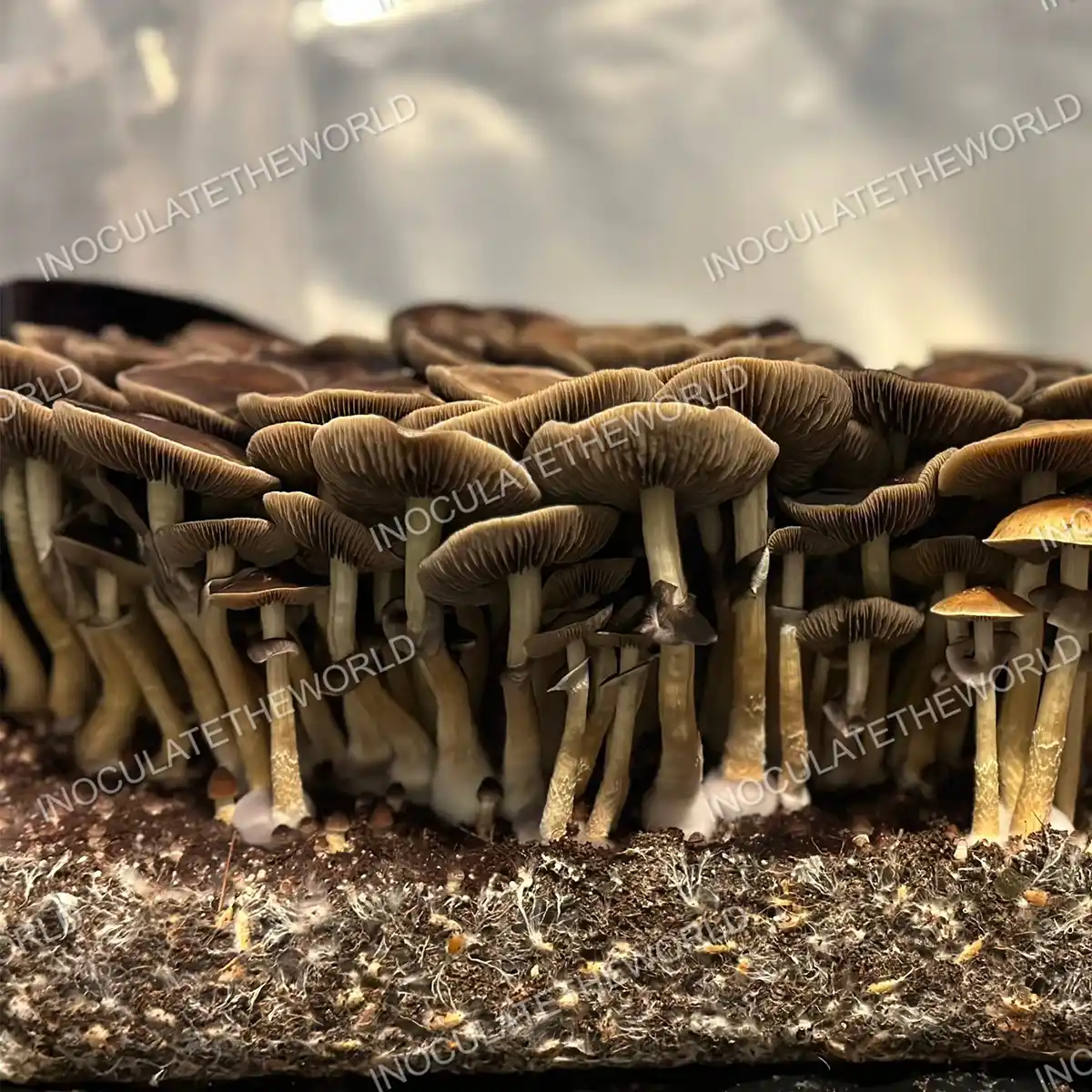 Large flush of golden teacher cubensis mushrooms in a tub