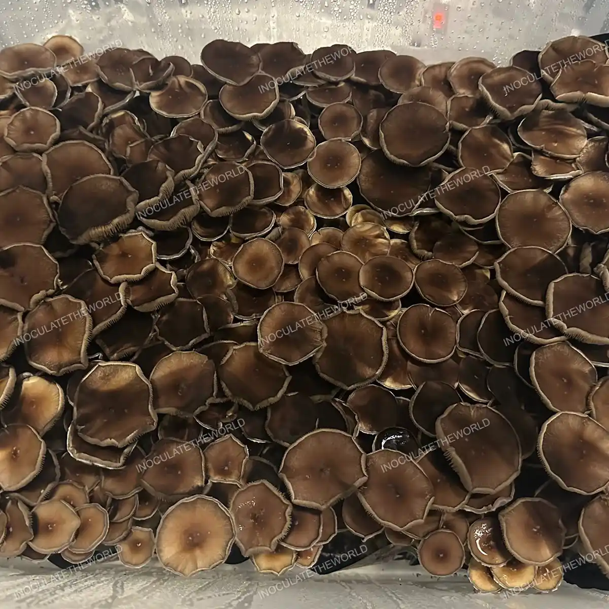 Large flush of Oakridge cubensis mushrooms in a tub