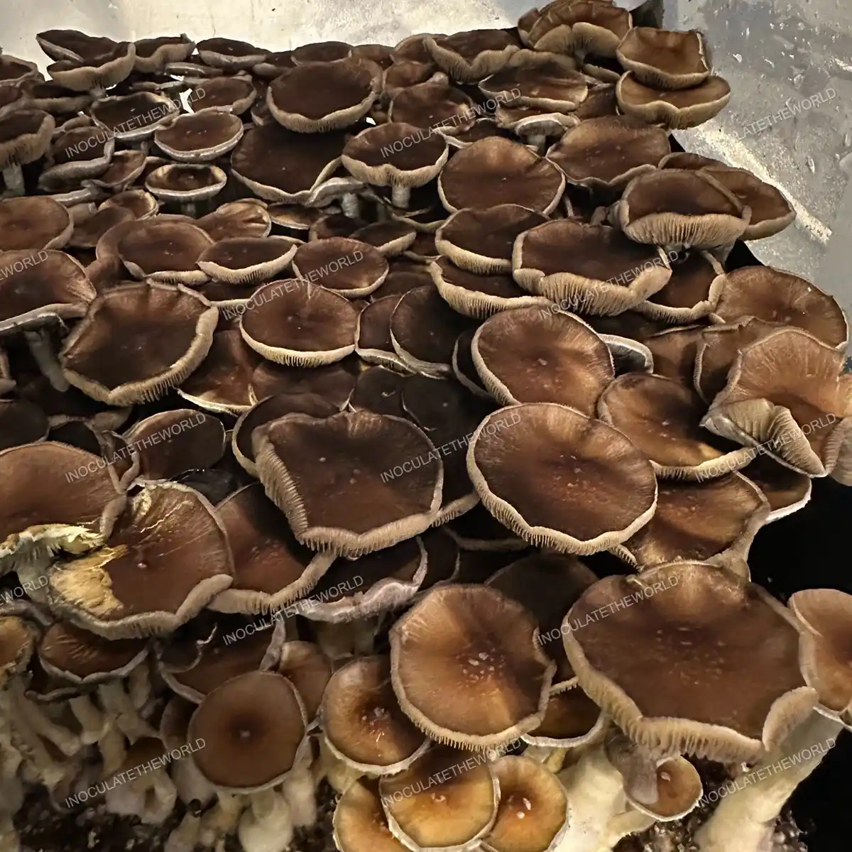 Large flush of Oakridge cubensis mushrooms in a tub