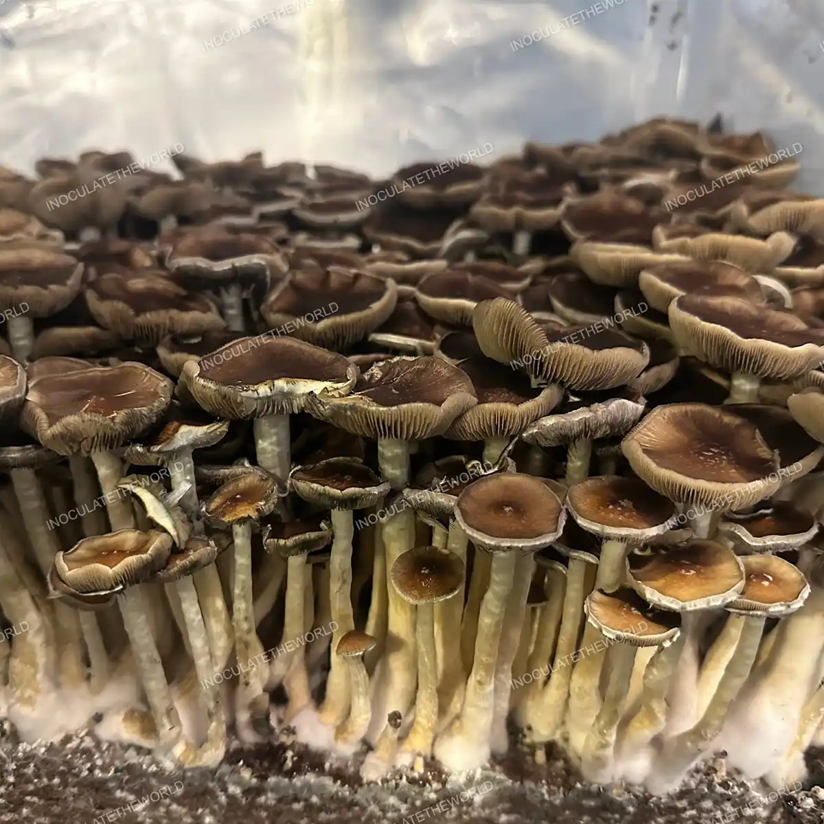 Large flush of Oakridge cubensis mushrooms in a tub