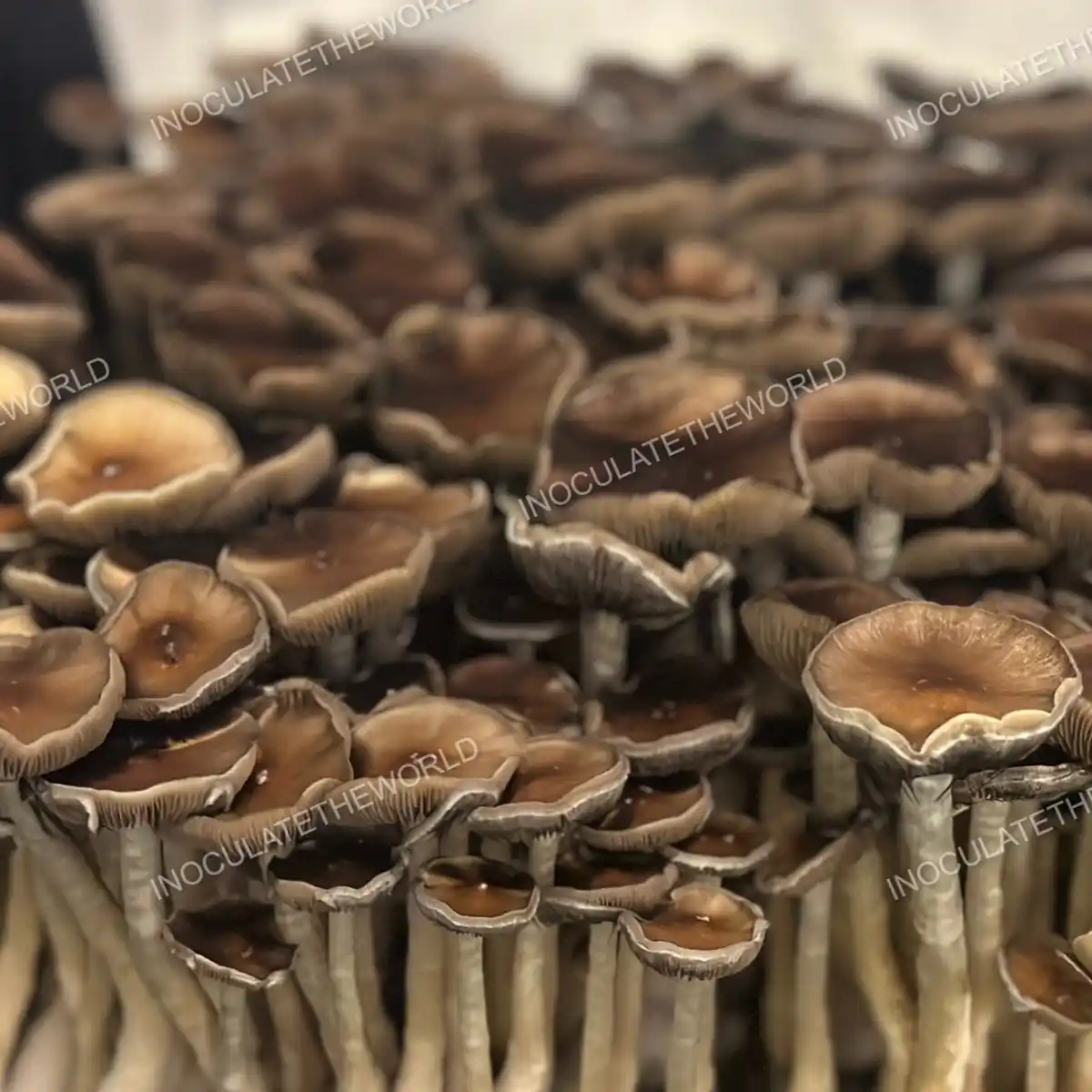 Large flush of Oakridge cubensis mushrooms in a tub