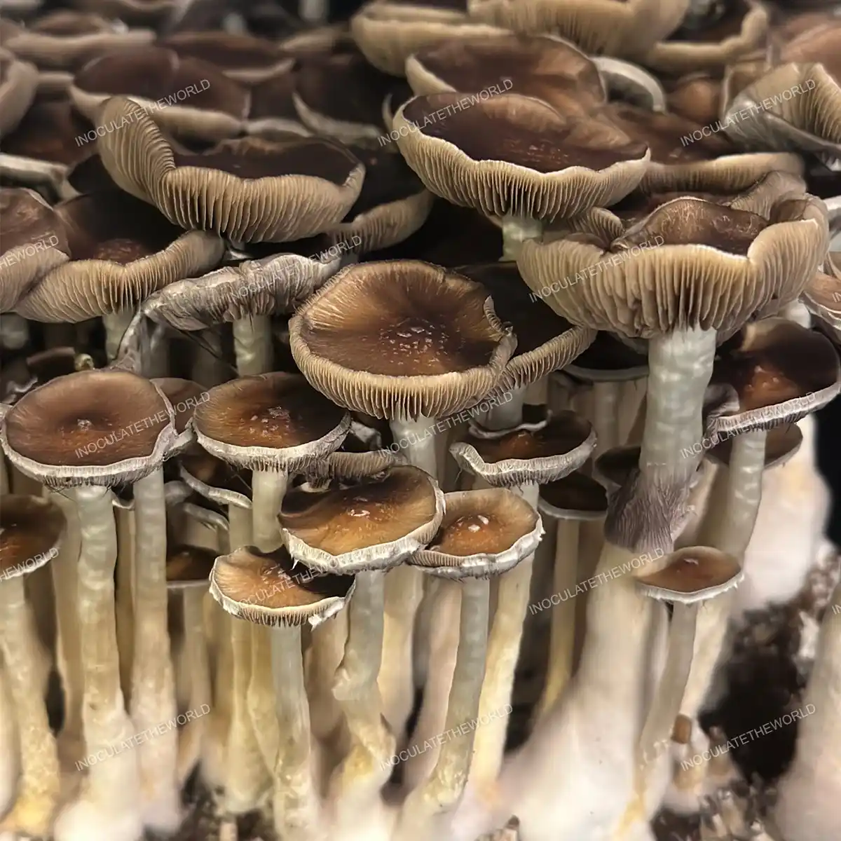 Large flush of Oakridge cubensis mushrooms in a tub