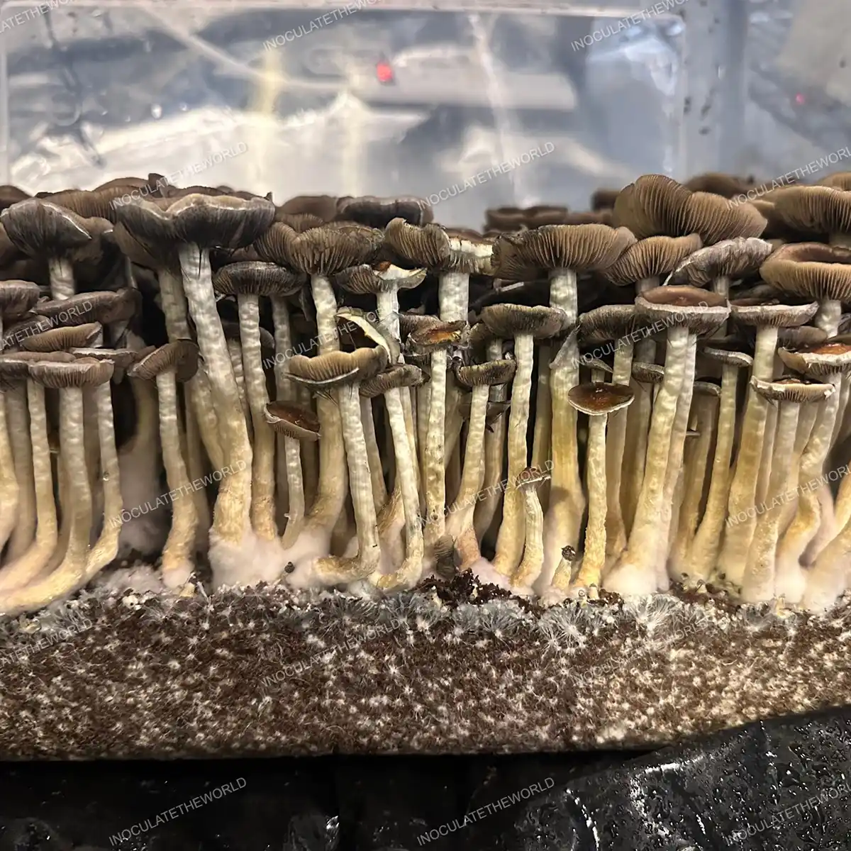 Large flush of Oakridge cubensis mushrooms in a tub