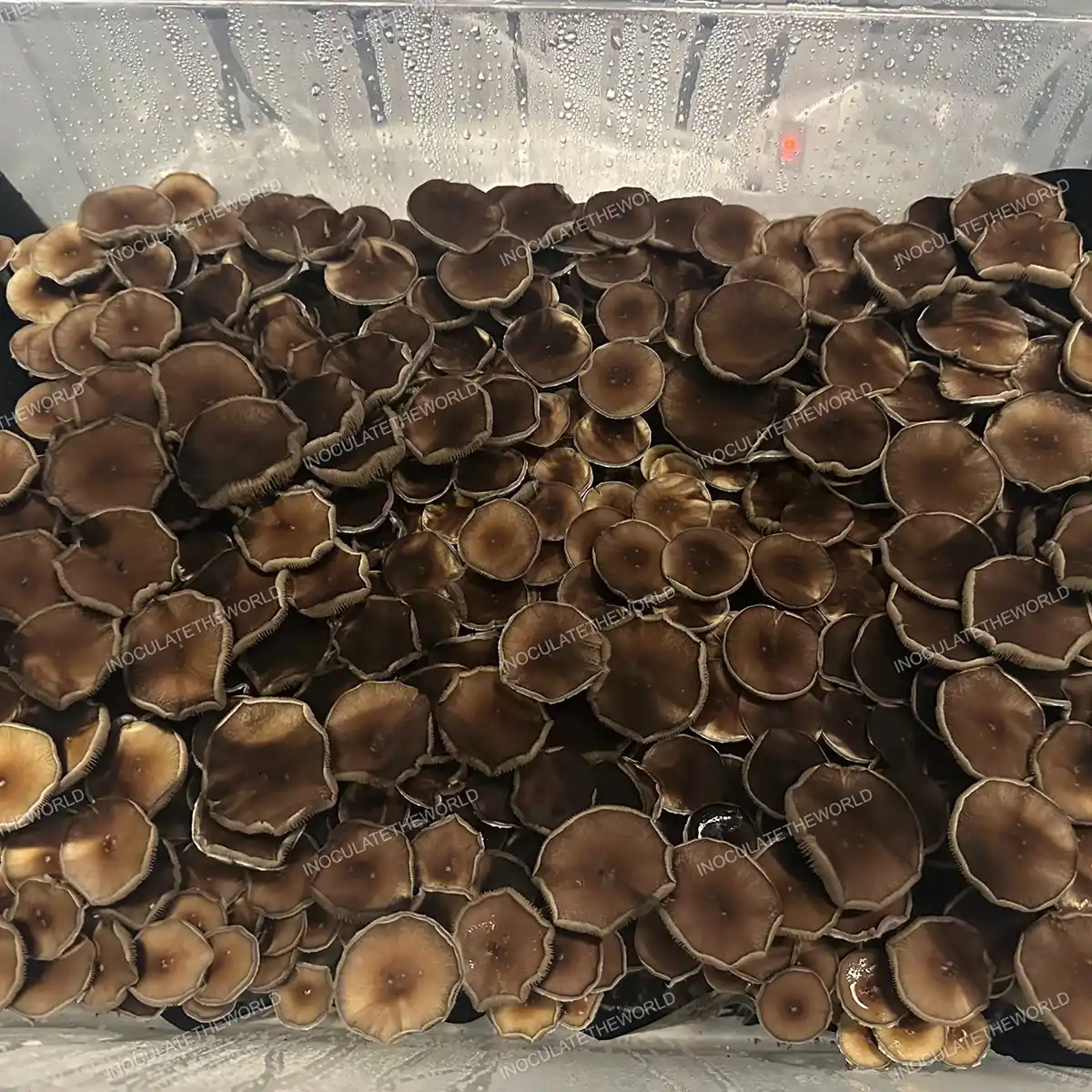 Large flush of Oakridge cubensis mushrooms in a tub