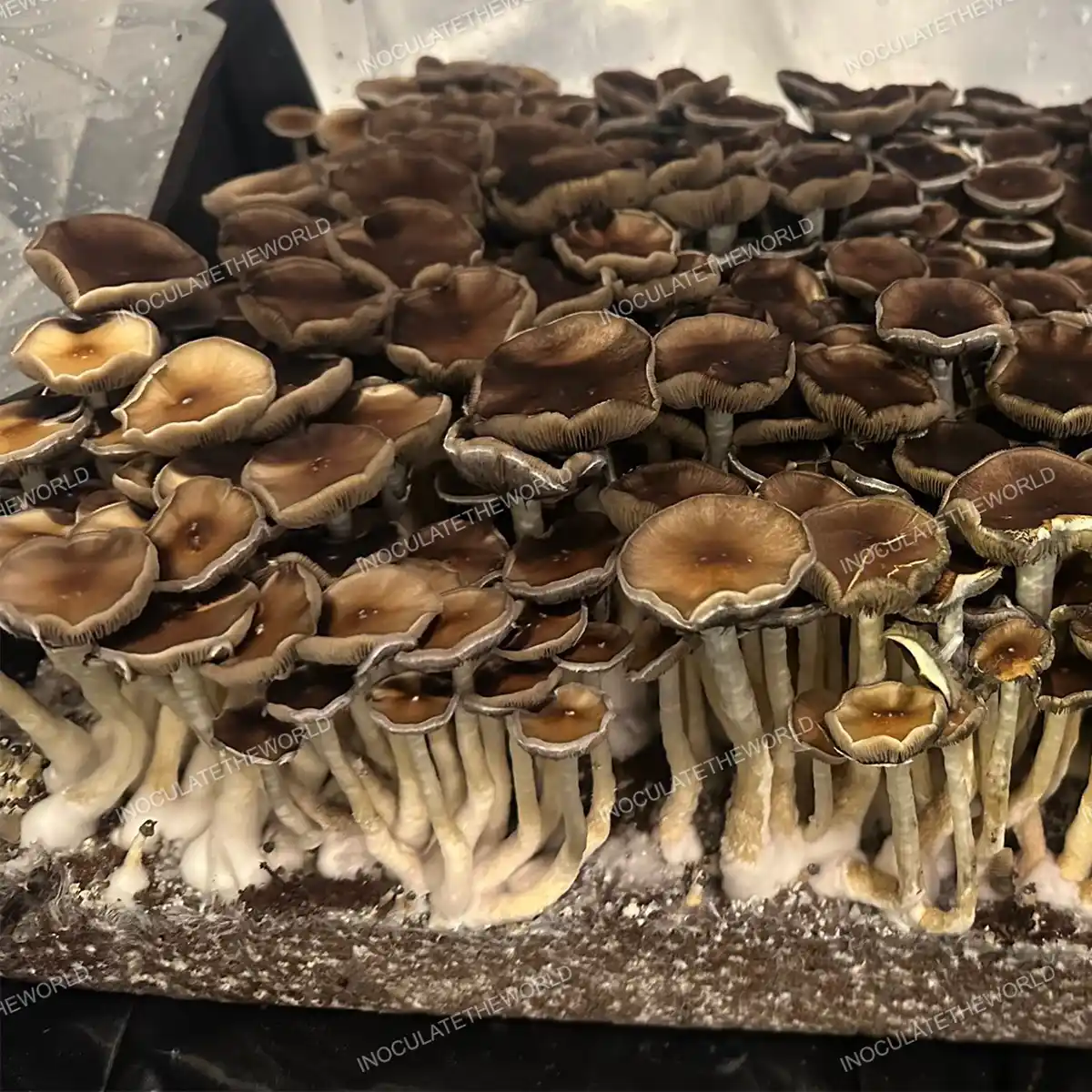 Large flush of Oakridge cubensis mushrooms in a tub