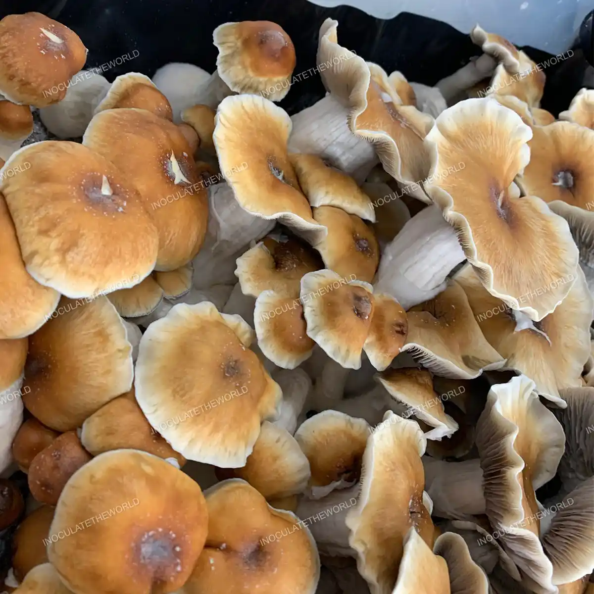 Large slightly angled flush of hillbilly pumpkin cubensis mushrooms in a tub