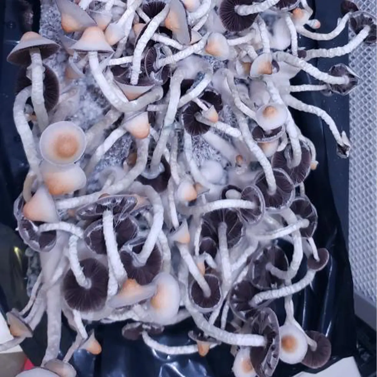 Yellow Umbo Spore Swab - Image 2