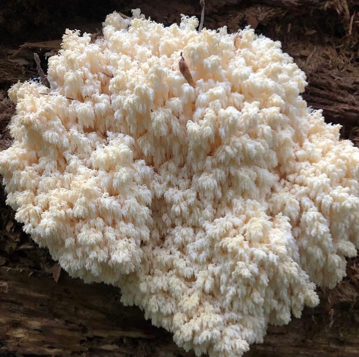 large flush of white lions mane mushroom fruiting from a brown log