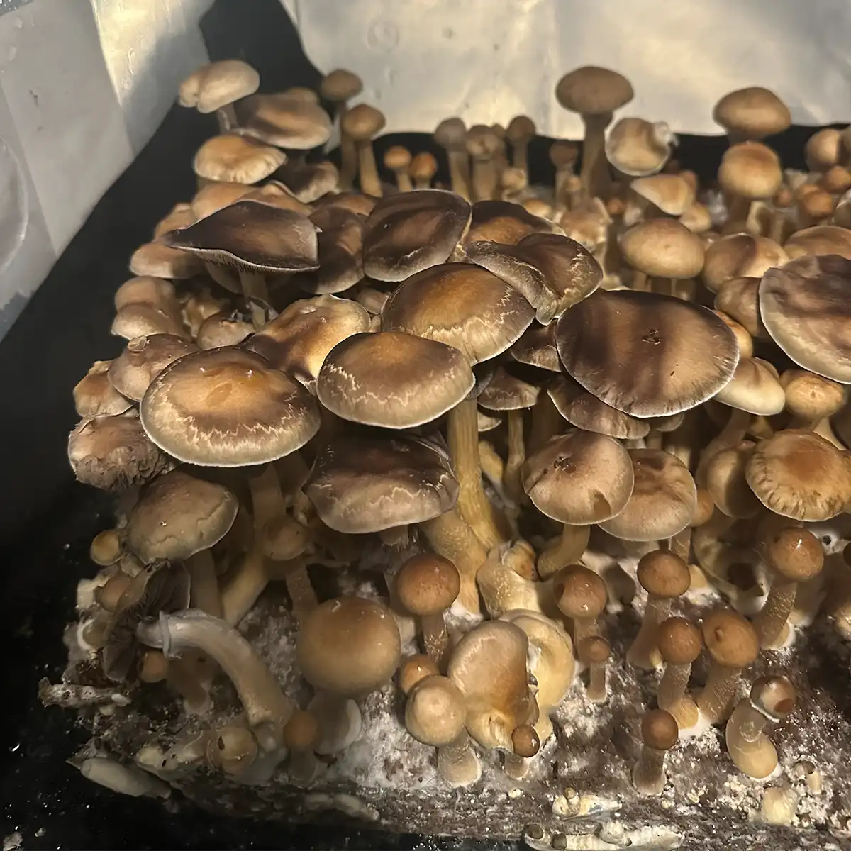 A close view of Colombian Cubensis Spore Syringe mushrooms