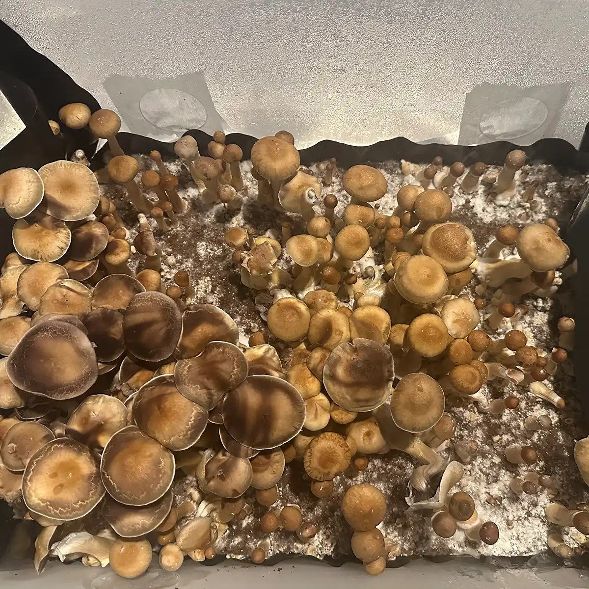 An aerial view of Colombian Cubensis Spore Syringe mushrooms