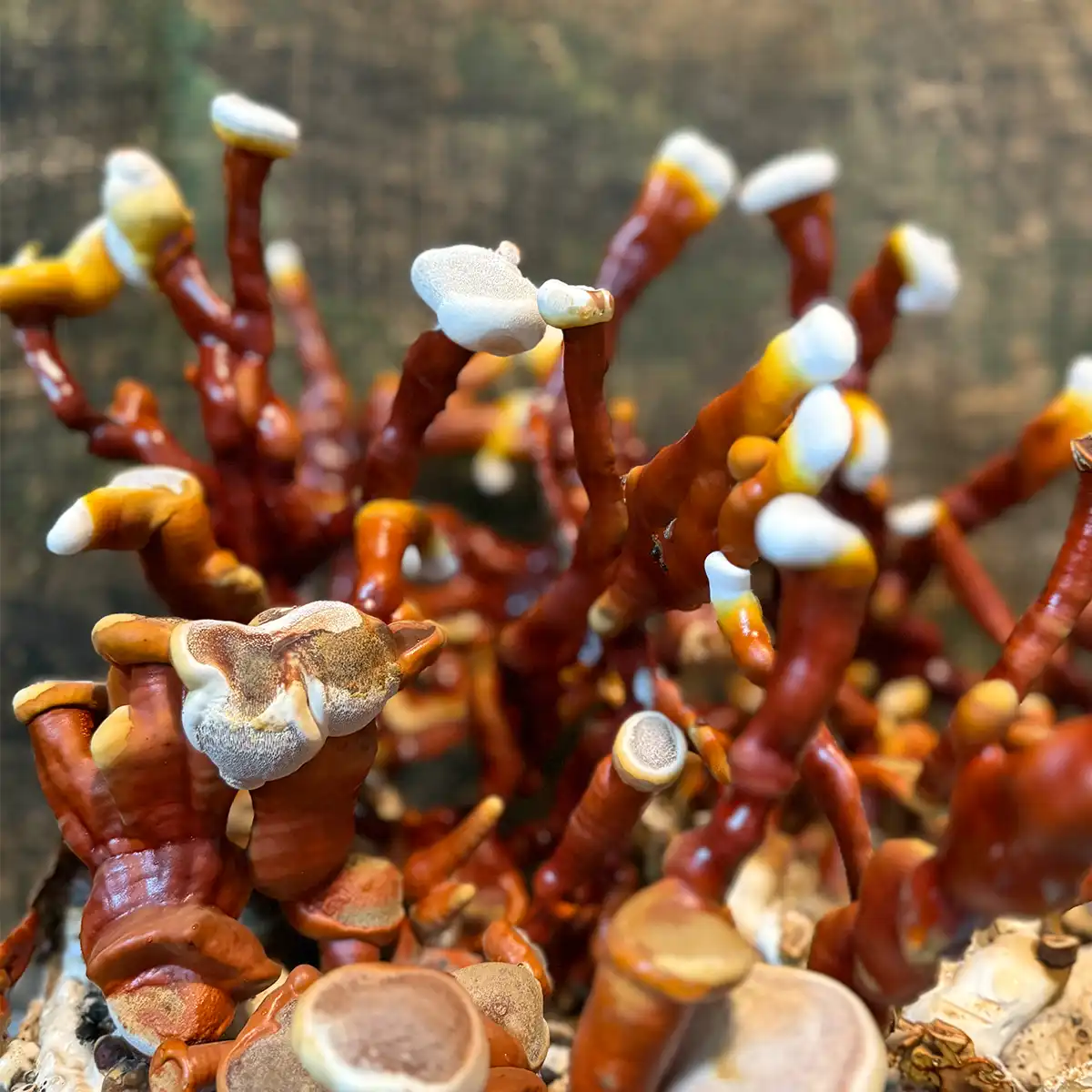 Vibrant antlers of Ganoderma Sessile Liquid Culture Mushrooms.