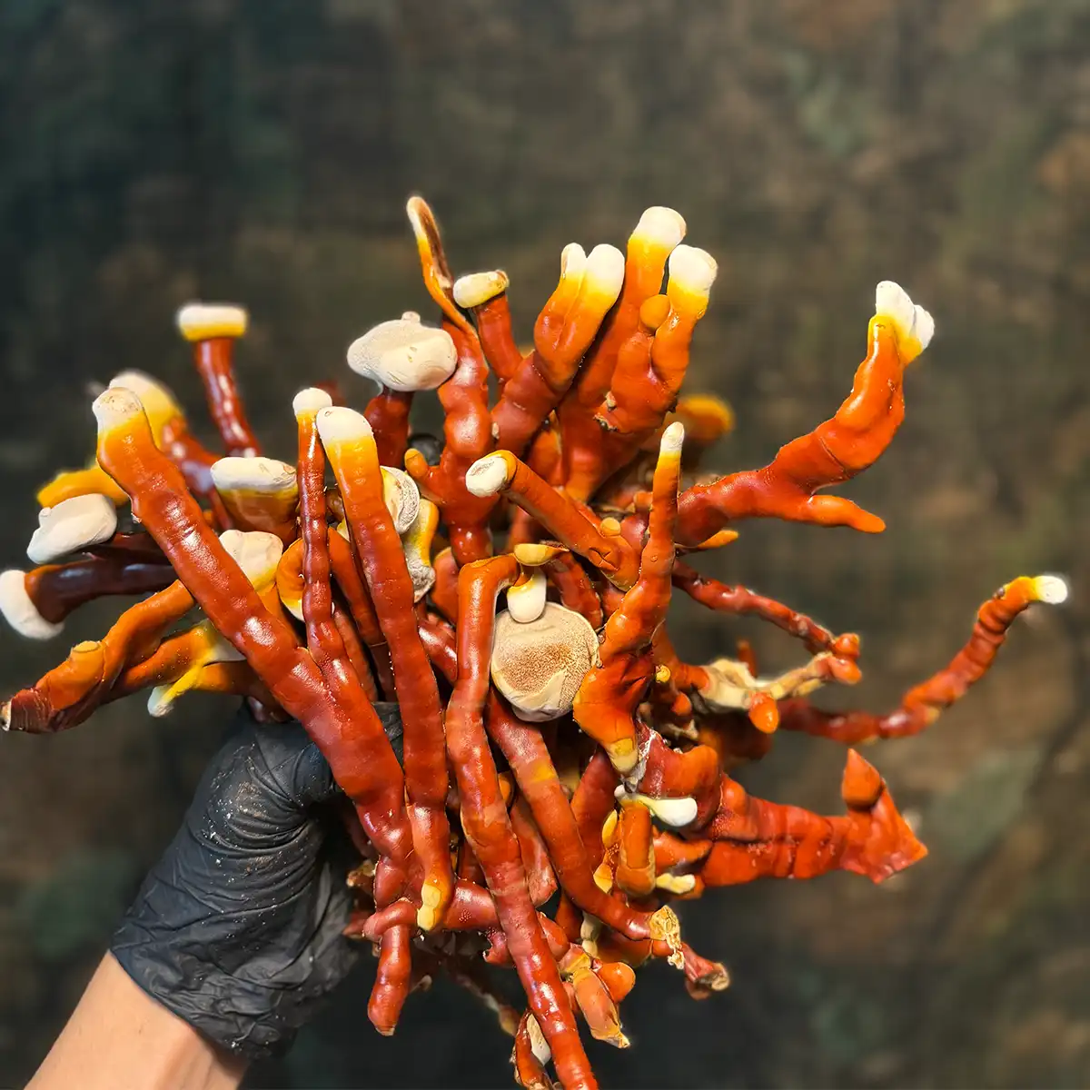 A handful of Ganoderma Sessile Liquid Culture Mushrooms.