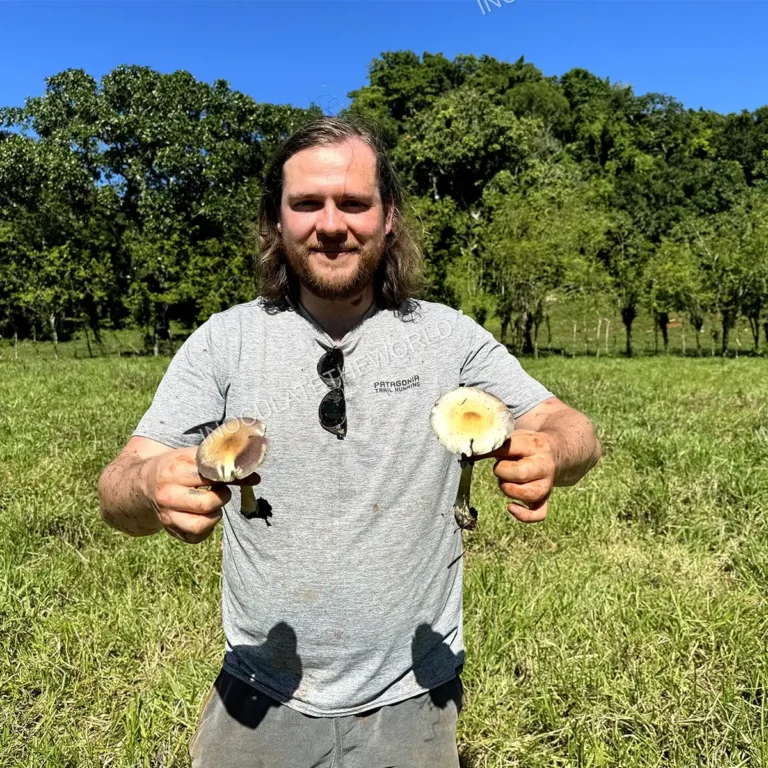 A man holding a large Psilocybe cubensis mushroom in each hand, against a wild pasture background.